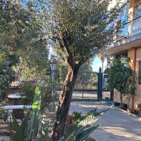 Albero di ulivo