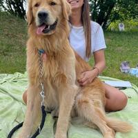 Golden Retriever per monta accoppiamento