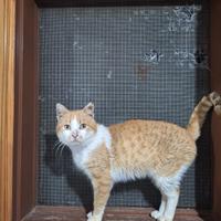 Ruggero gatto 18 mesi