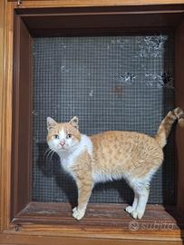 Ruggero gatto 18 mesi