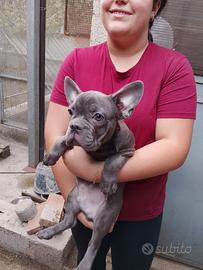 bulldog francese 
