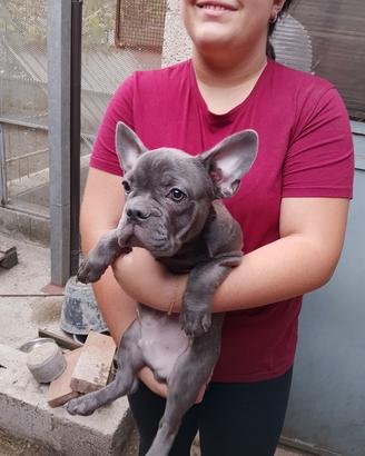 bulldog francese 
