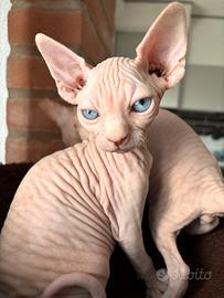 Sphinx maschi