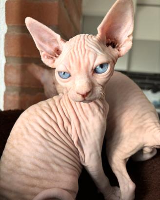 Sphinx maschi