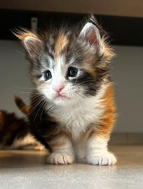 Maine coon con pedigree