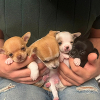 Cuccioli di chihuahua