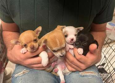 Cuccioli di chihuahua