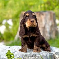 Cocker spaniel inglese