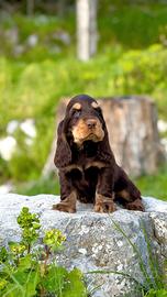 Cocker spaniel inglese