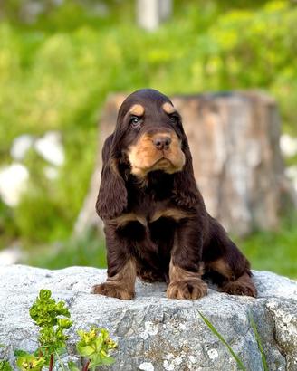 Cocker spaniel inglese