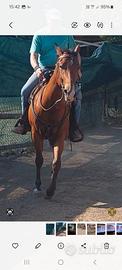Quarter horse 