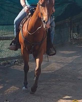 Quarter horse 