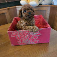 Cuccioli di barboncini mini toy