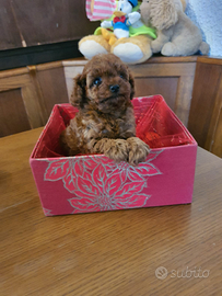 Cuccioli di barboncini mini toy