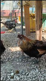Gallo Araucana