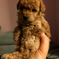 Ultimo maschietto di barboncino