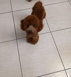 Barboncino toy .red per monta