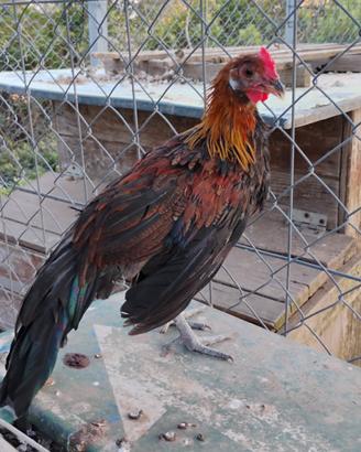 Galline ornamentali