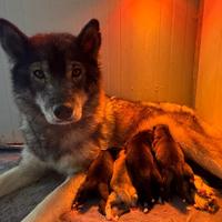 Siberian Husky cuccioli pedigree