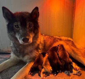Siberian Husky cuccioli pedigree