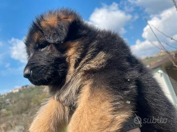 Cucciola pastore tedesco