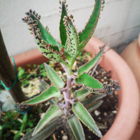 Kalanchoe daigremontiana piante grasse