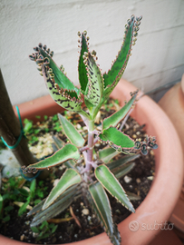 Kalanchoe daigremontiana piante grasse