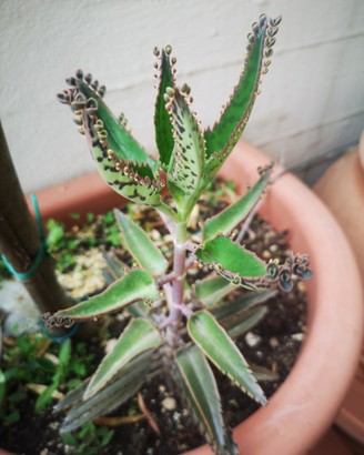 Kalanchoe daigremontiana piante grasse