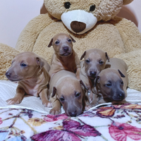 Cuccioli di piccolo levriero italiano