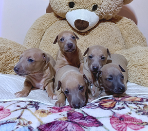 Cuccioli di piccolo levriero italiano