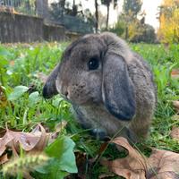 Coniglio coniglietto ariete nano