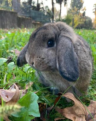 Coniglio coniglietto ariete nano