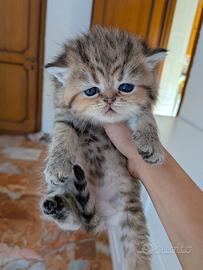 Gatto persiano chinchillà Exotic