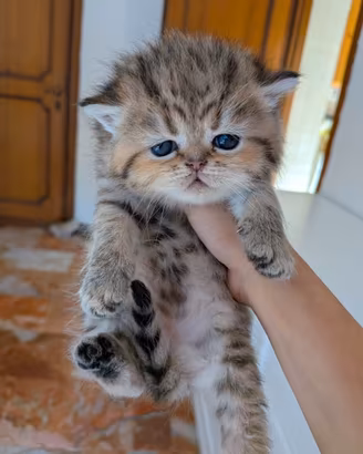 Gatto persiano chinchillà Exotic
