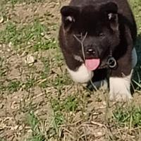 Cuccioli di Akita americano