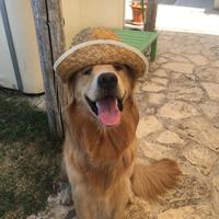 Golden Retriver per monta
