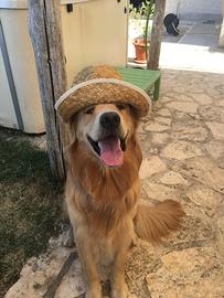 Golden Retriver per monta