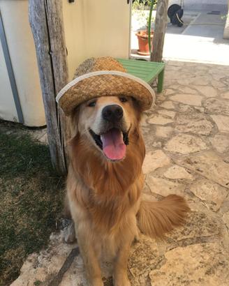 Golden Retriver