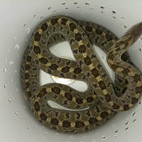 Dasypeltis confusa - serpente mangiatore di uova