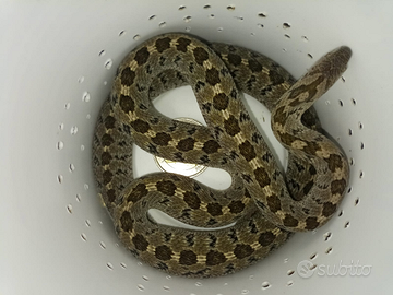 Dasypeltis confusa - serpente mangiatore di uova