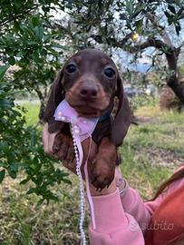 Cuccioli di bassotto nano