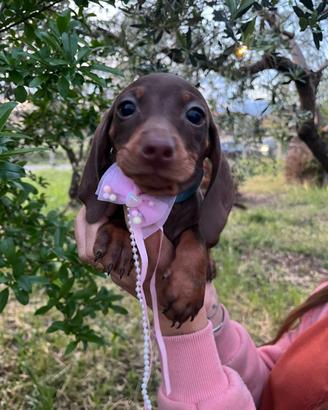 Cuccioli di bassotto nano