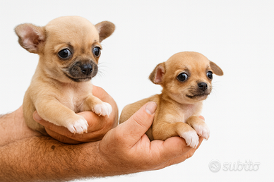 Chihuahua toy cuccioli