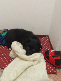 Cucciolo di meticcio