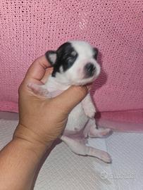 Chihuahua toy con pedigree