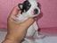 Immagine 1
