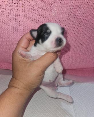 Chihuahua toy con pedigree