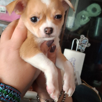 Cucciola di chihuahua