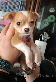 Cucciola di chihuahua