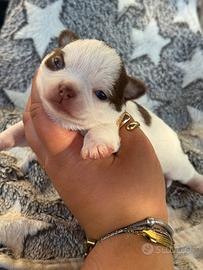 Chihuahua femmina